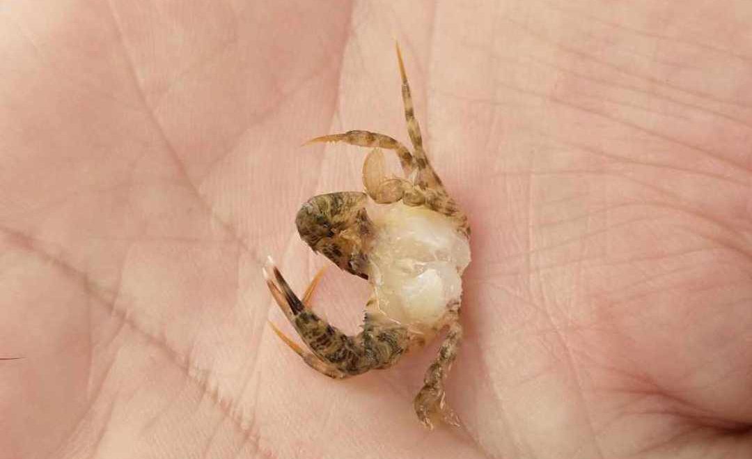 Petit crabe responsable du dysfonctionnement de la pompe des toilettes