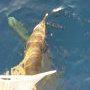Les dauphins