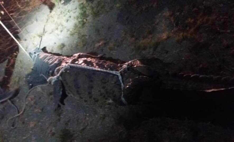 Madame croco capturée