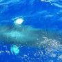 Notre petite baleine à bosse