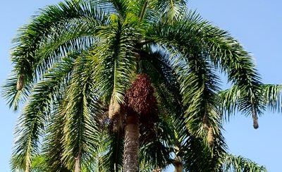 Magnifiques palmiers