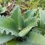 Jolie plante grasse