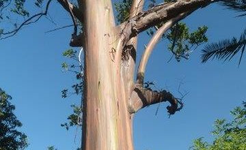 Eucalyptus à Koumac