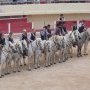 La capelado avec les chevaux camarguais