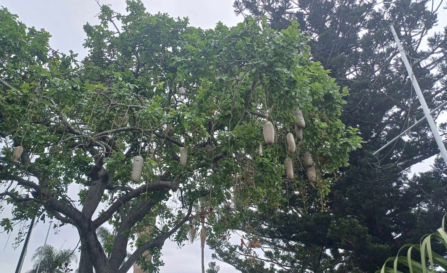 Un arbre à saucisses