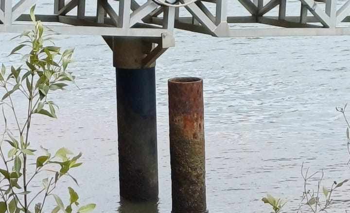 Gros pélican à Bundaberg