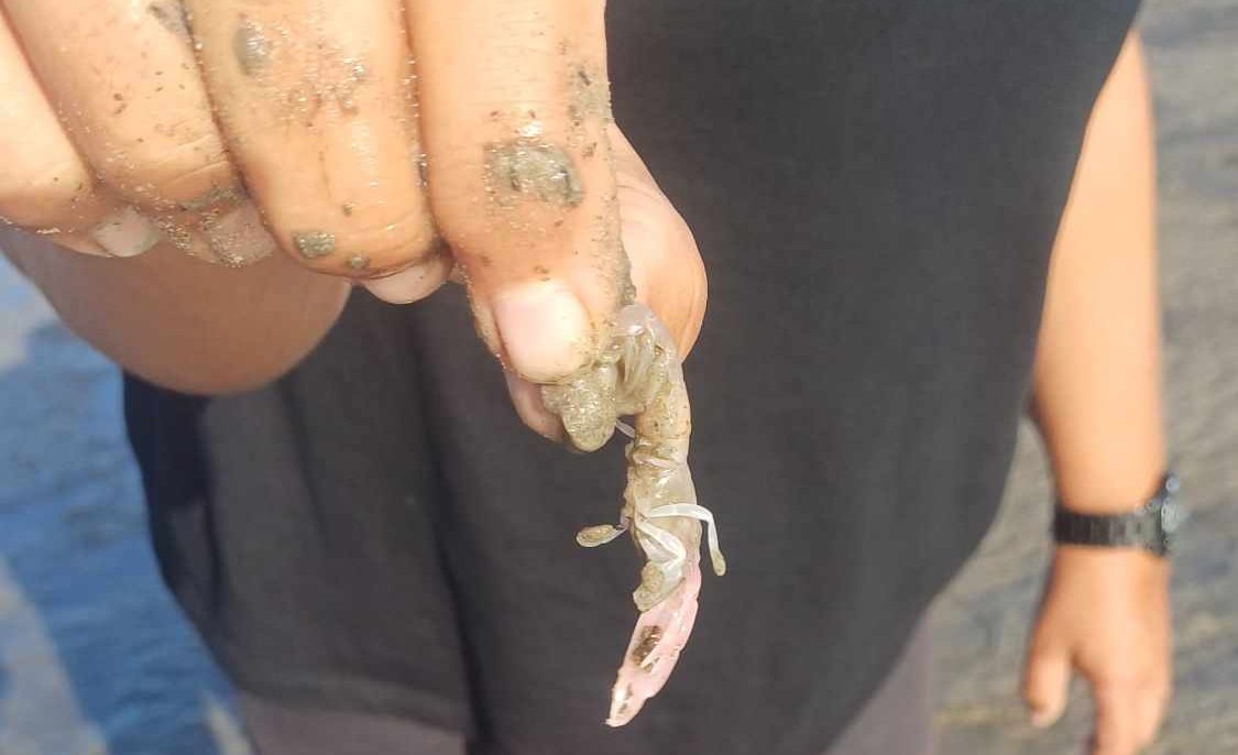 Pêche aux Yabbies