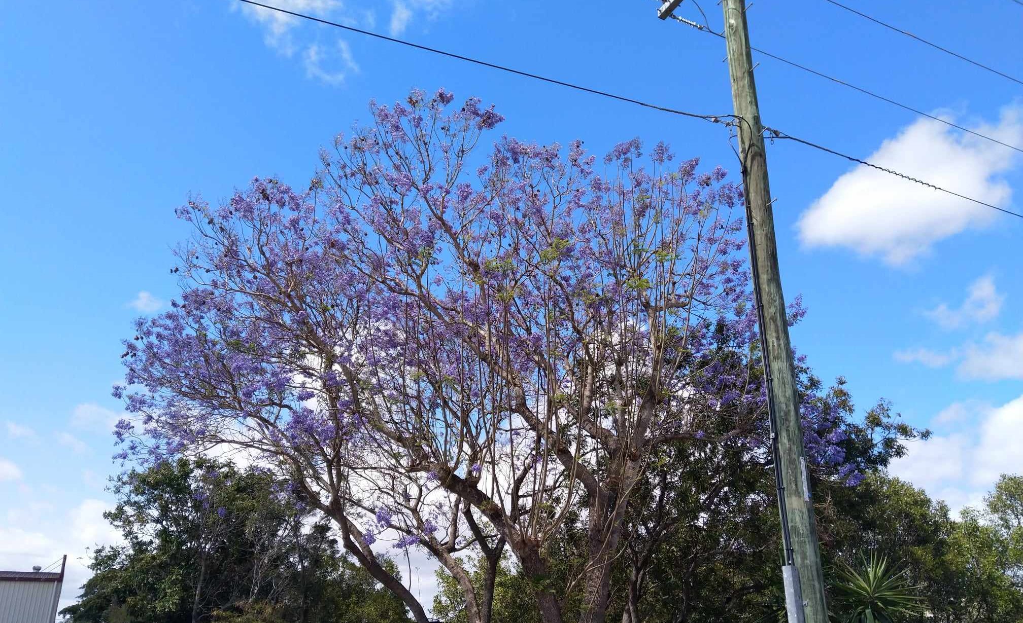 jacaranda en fleur