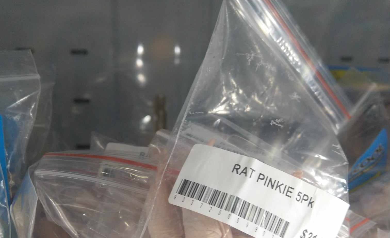 encore des petits rats...