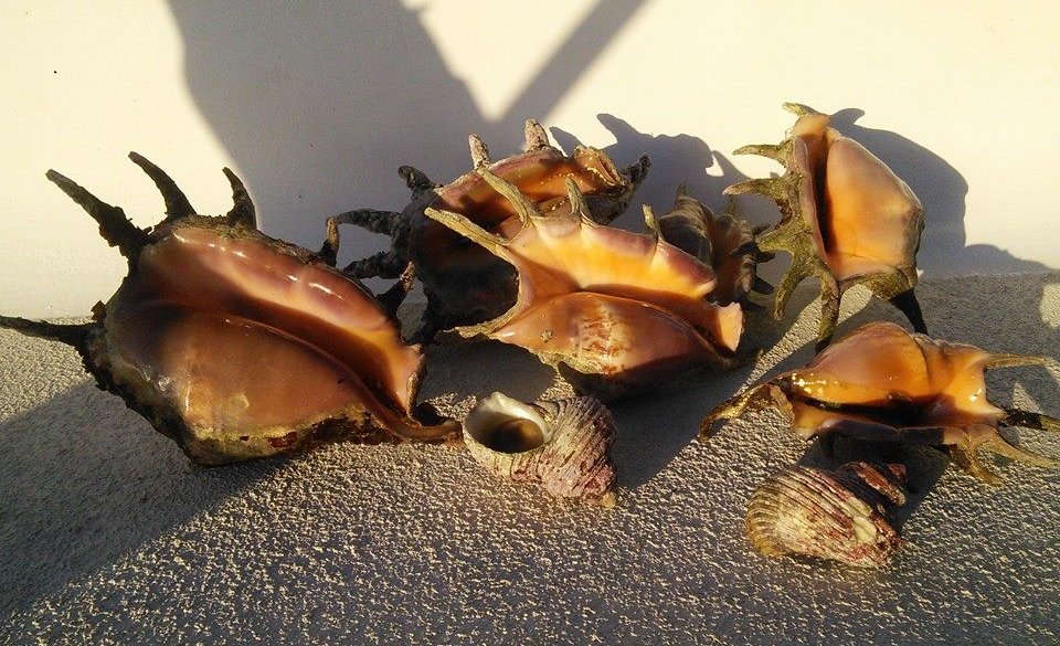 Les araignées de mer, très bon