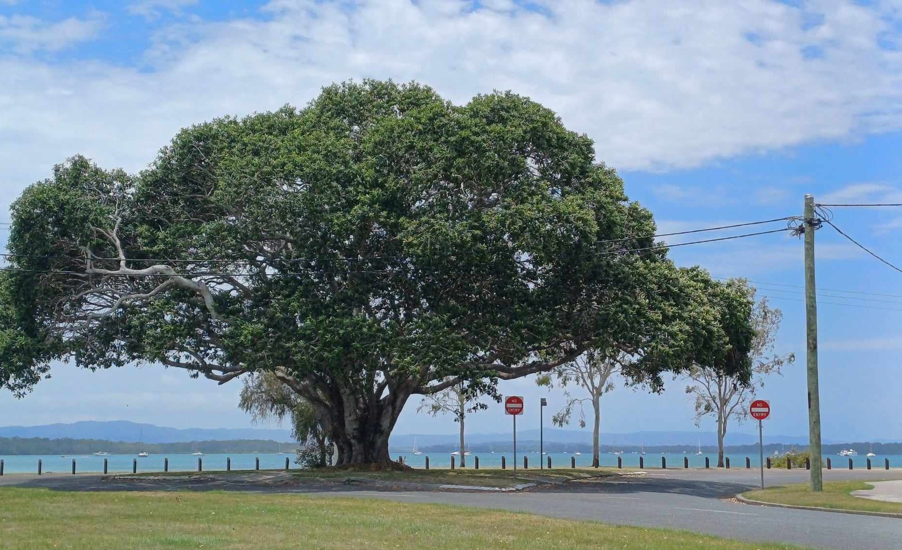 Magnifique arbre le long de la mer
