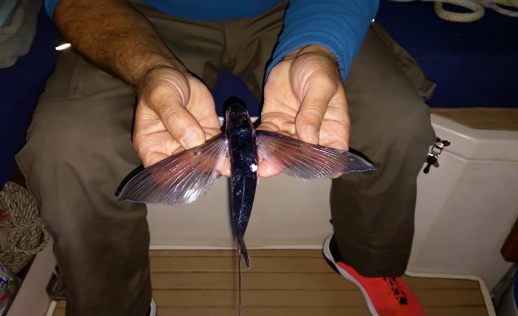 Poisson volant