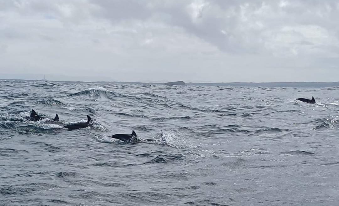 Un groupe de petits dauphins croise notre route