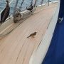 Un mignon petit visiteur