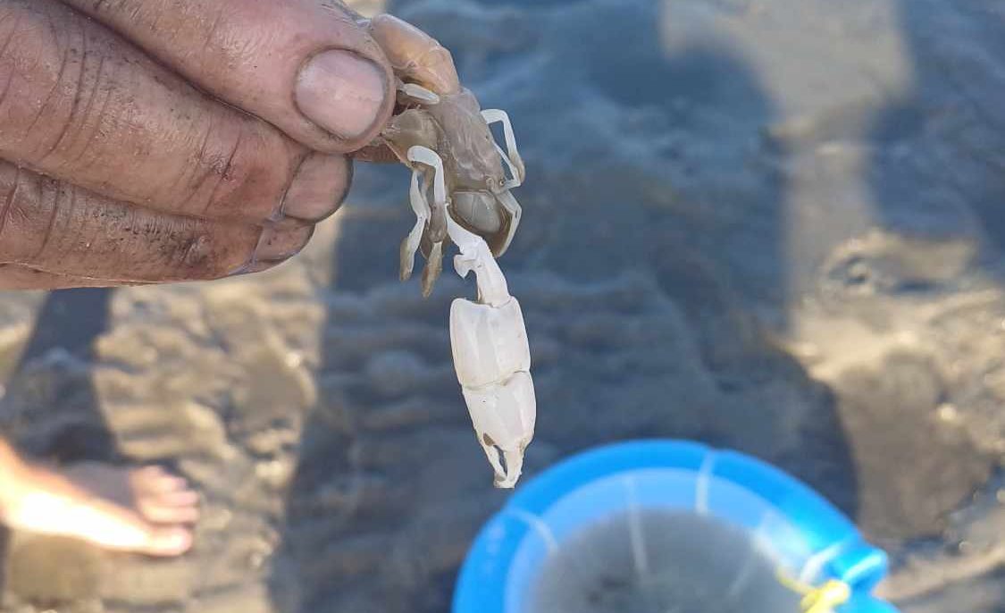 Pêche aux Yabbies