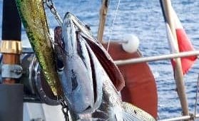 Petit thon albacore