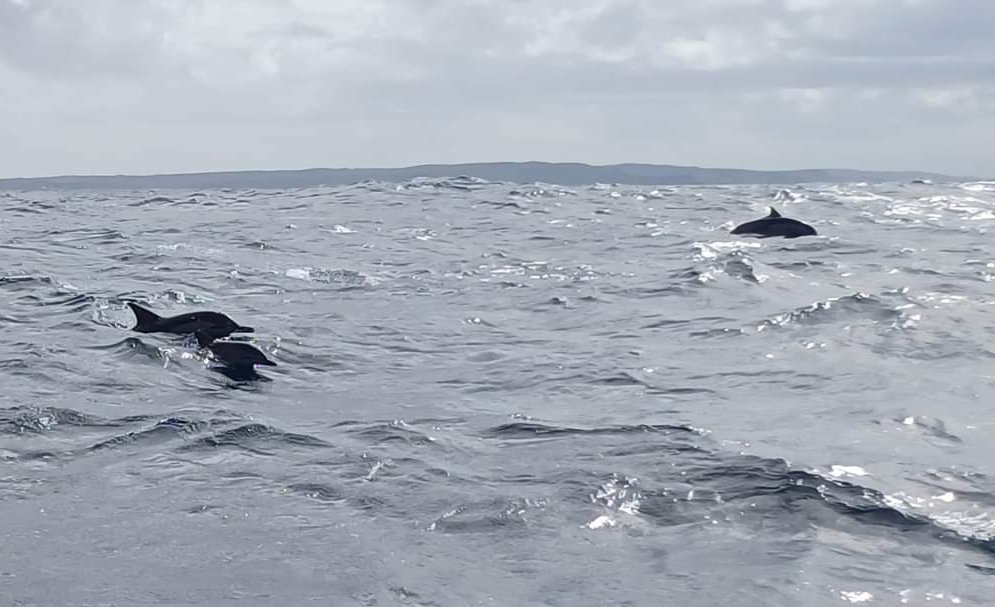 Un groupe de petits dauphins croise notre route