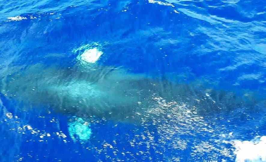 Notre petite baleine à bosse