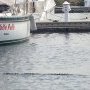 Crocodile dans la marina
