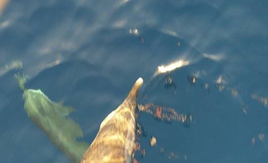 Les dauphins