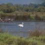 et ses flamands roses