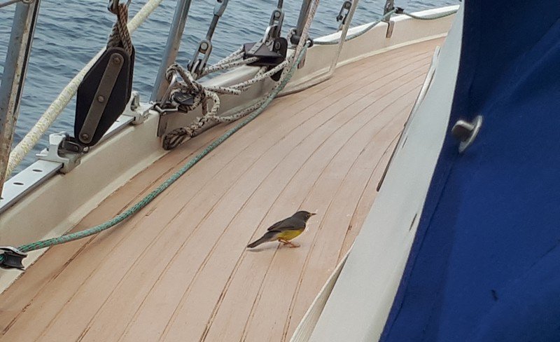 Un mignon petit visiteur