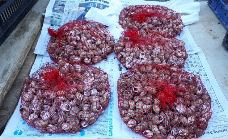 Escargots au marché