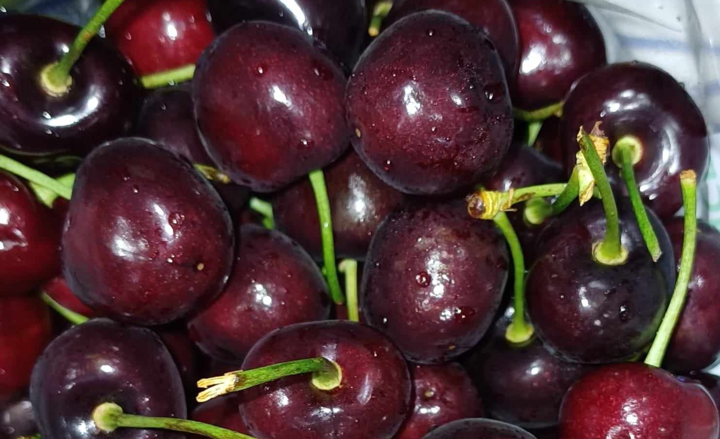 La saison des cerises commence
