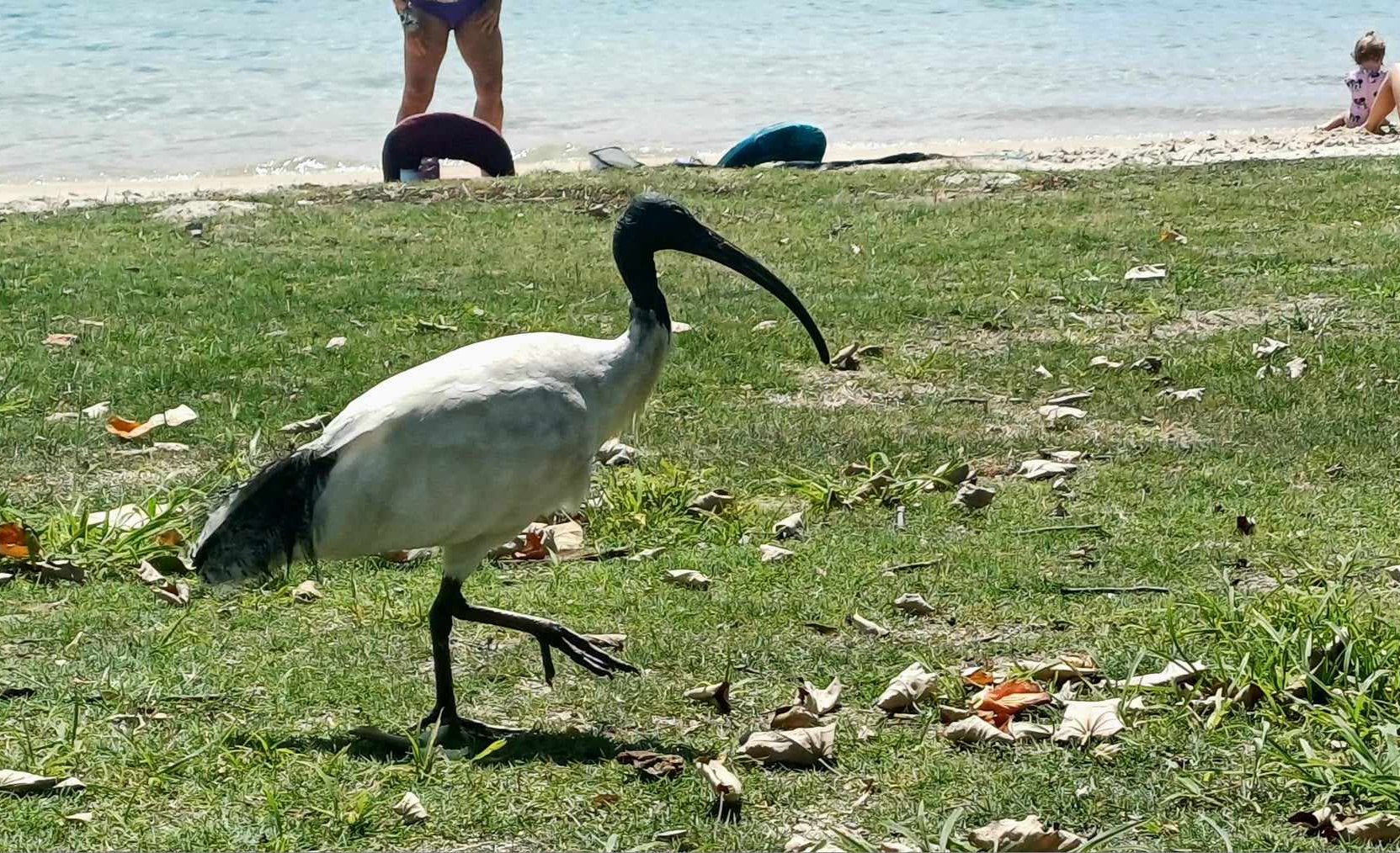 Ibis