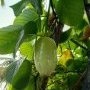 Un fruit de la passion ou pomme liane