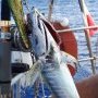 Petit thon albacore