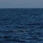 Les dauphins nous accompagnent